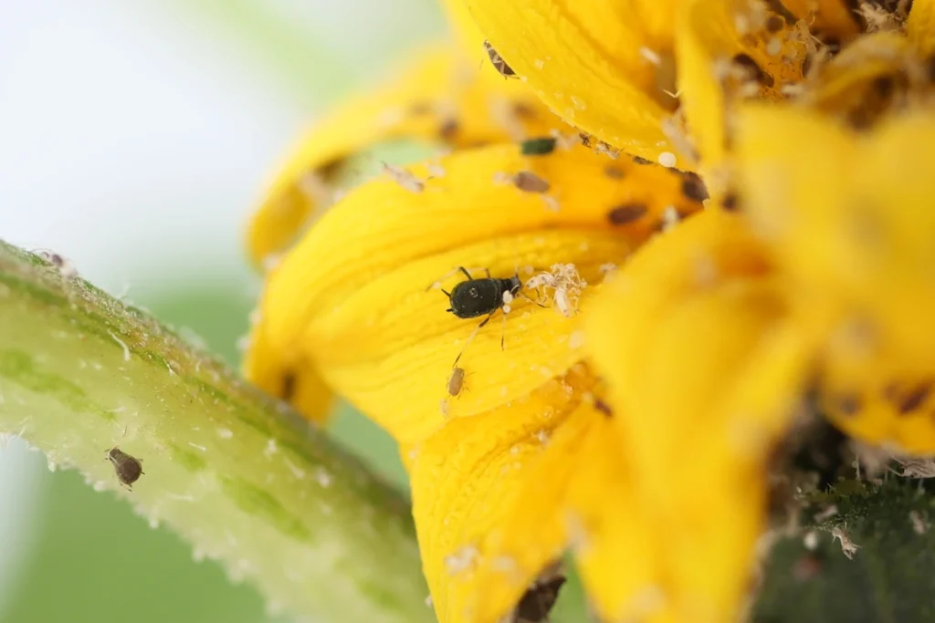Voici comment éliminer les pucerons naturellement de ton jardin