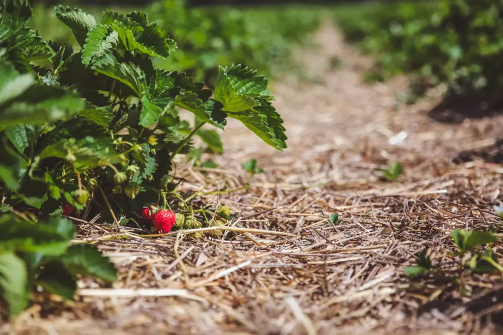 Voici quel paillage choisir pour tes framboisiers