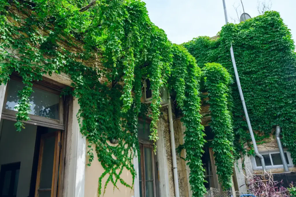 Voici quelles plantes grimpantes choisir pour réduire le bruit dans ton jardin